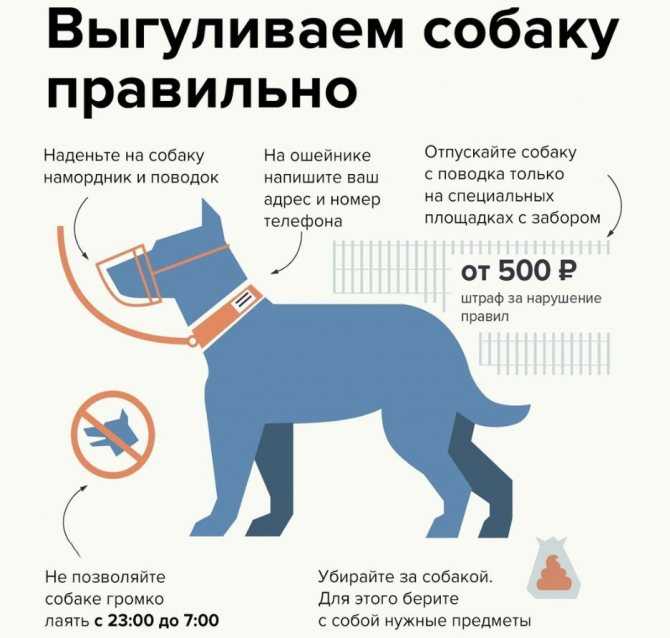 Законы о содержании собак в многоквартирном и частном доме