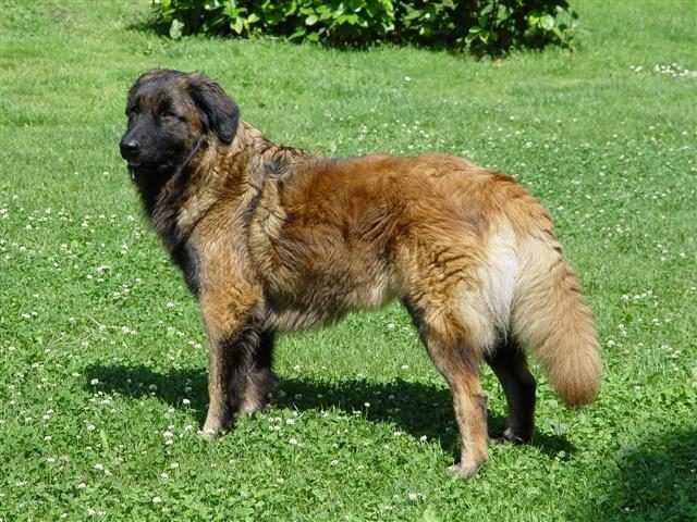 Португальская водяная собака: фото, описание породы собак, характер и история