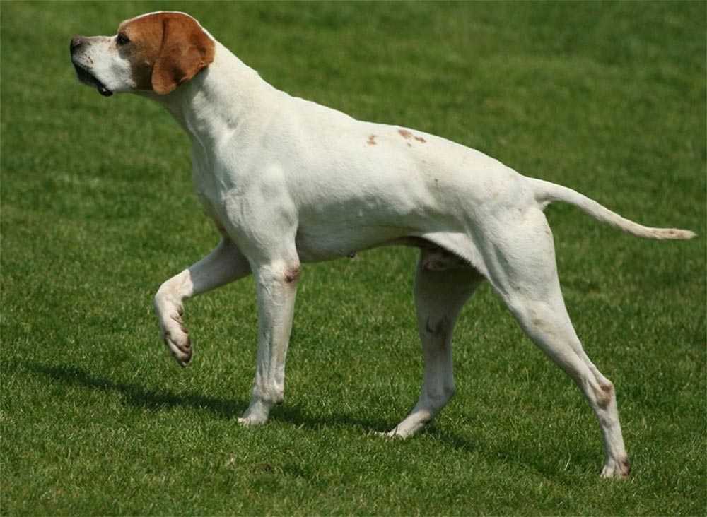 Топ-20 самых редких пород собак в мире ( описание + фото )