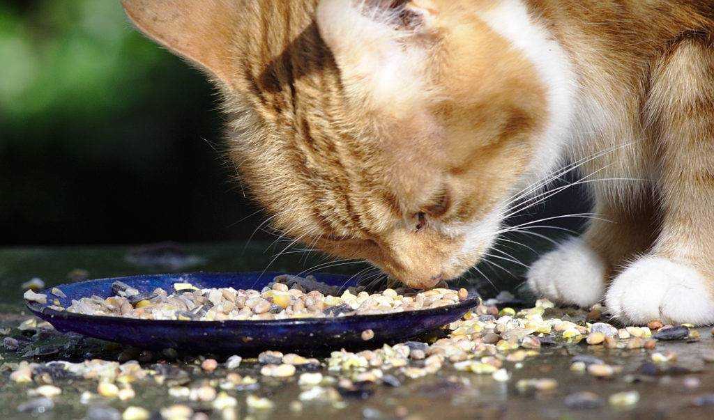 Почему у кошек случается ожирение? основные причины избыточного веса | блог ветклиники "беланта"