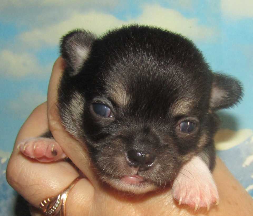 Когда щенки откроют глаза, через сколько дней после рождения? :: syl.ru