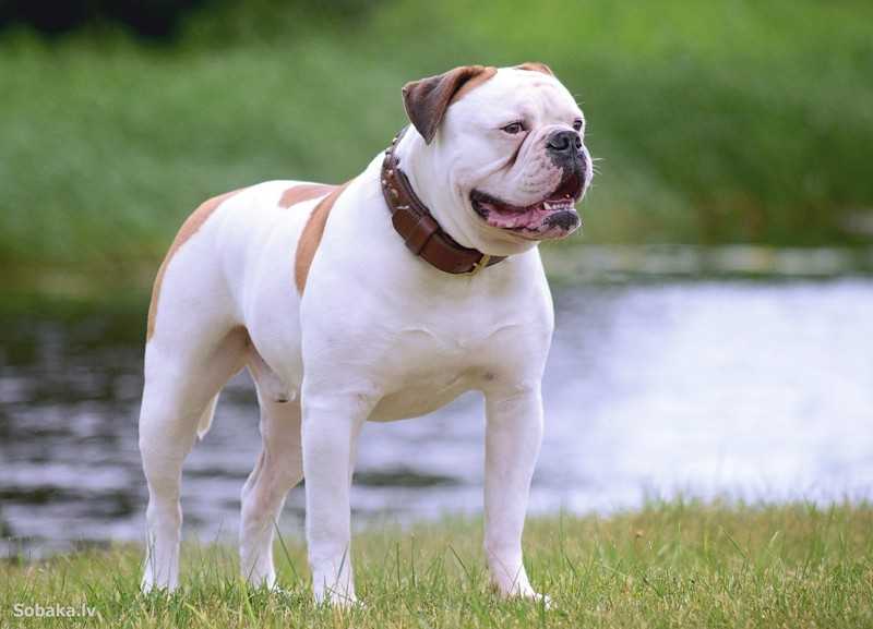 Английский бульдог: описание породы, характер собаки и щенка, фото, цена