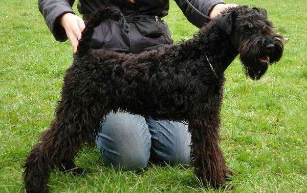 Замечательная собака керри-блю-терьер — истинный ирландец