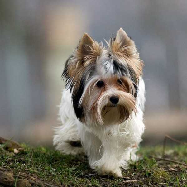 Йоркширский терьер собака. описание, особенности, уход и цена йоркширского терьера