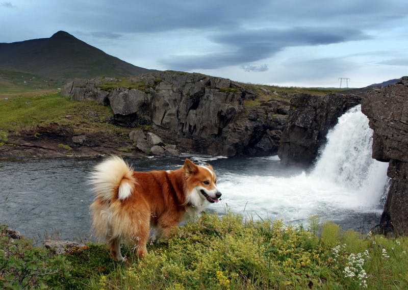 Исландская собака — шпиц по происхождению и овчарка по призванию