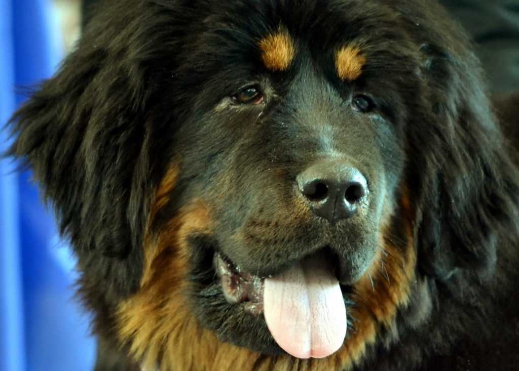 Самые злые собаки в мире - топ 20 пород с высокой агрессией фото