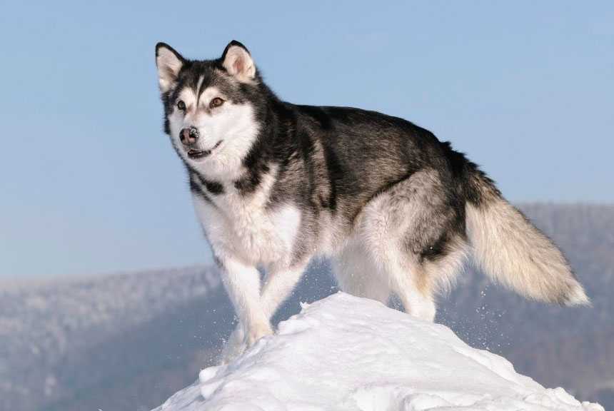 Сибирский хаски — описание породы собаки от а до я