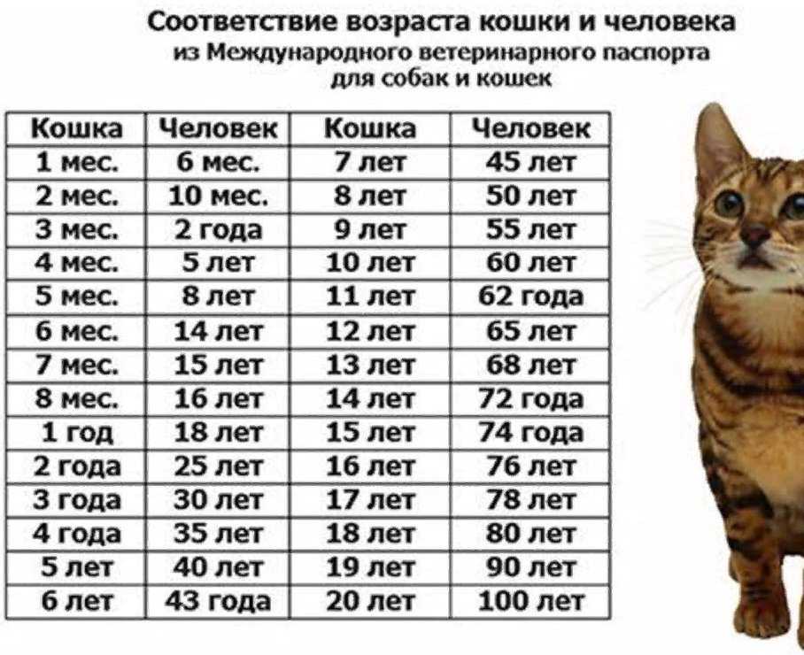 Определить возраст кота по человеческим меркам не так просто, как может показаться на первый взгляд. Дело в том, что мышление людей кардинально отличается от повадок наших питомцев.