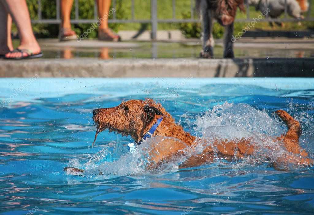 Можно ли купать собаку в жару | плавать в жаркую погоду