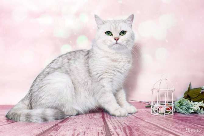 Шиншилла – серебристый ламбкин: для ценителей кошачьей утонченной красоты +видео и фото