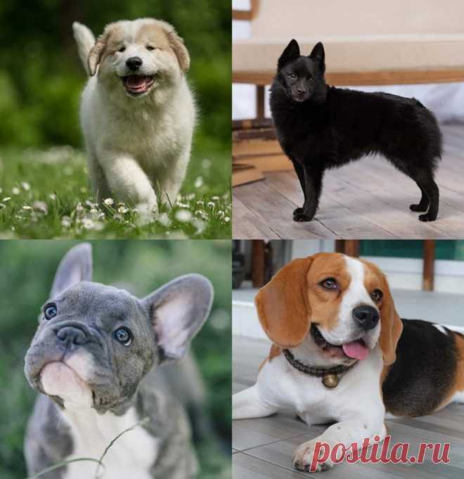 ᐉ сколько пород собак существует в мире? - zoomanji.ru