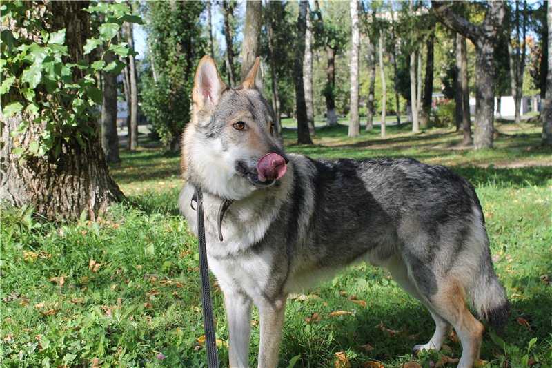 Чехословацкая волчья собака: характеристика породы, особенности воспитания и ухода (80 фото)