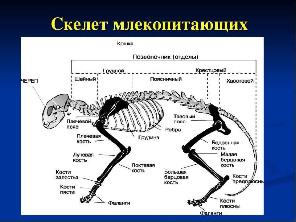 Скелет кошки — подробная анатомия