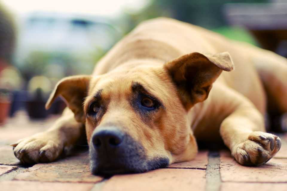 Почему собака воет: все возможные причины и способы устранения проблемы