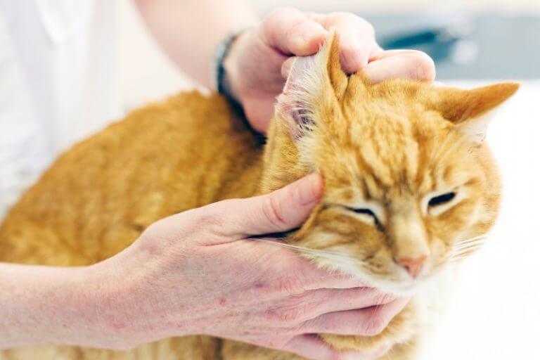 Кот дрожит — полный список причин от ветеринара