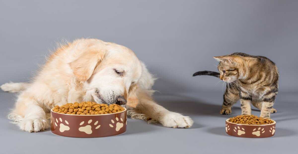 Кошка ест собачий корм: вредно ли это, можно кошкам собачий корм?