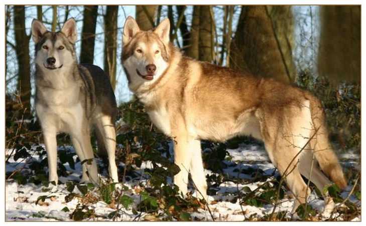 Волчья собака сарлоса - фото, цена, описание, видео