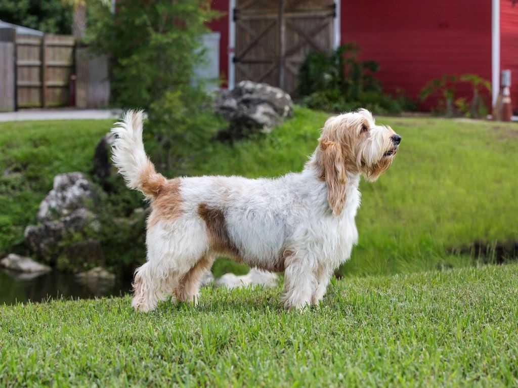 Вандейский бассет-гриффон собака. описание, особенности, характер, уход и цена породы