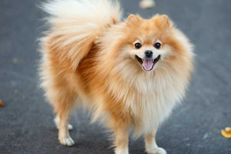 Порода собак померанский шпиц описание породы с фото, уход, кормление, цена