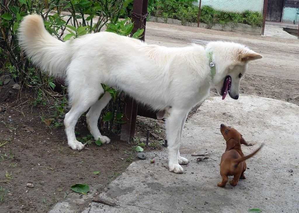 Гаванский бишон (хаванез): все о собаке, фото, описание породы, характер, цена