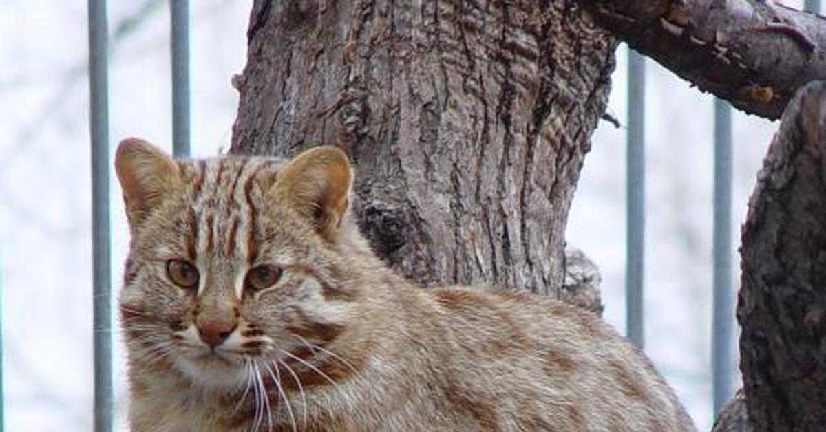 Дальневосточный лесной кот