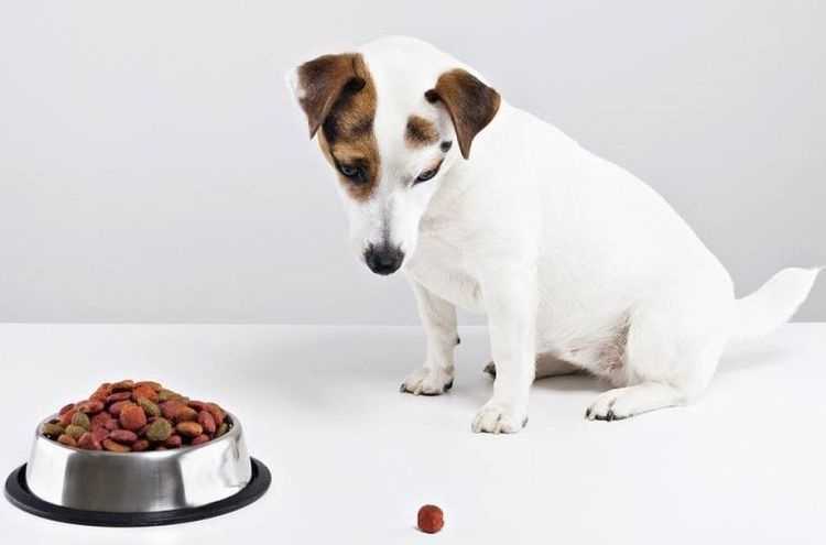 Собака перестала есть сухой корм: основные причины, что делать владельцу, ошибки в кормлении, как правильно подобрать корм