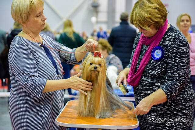 Супер шоу: международная выставка собак – росток 2015