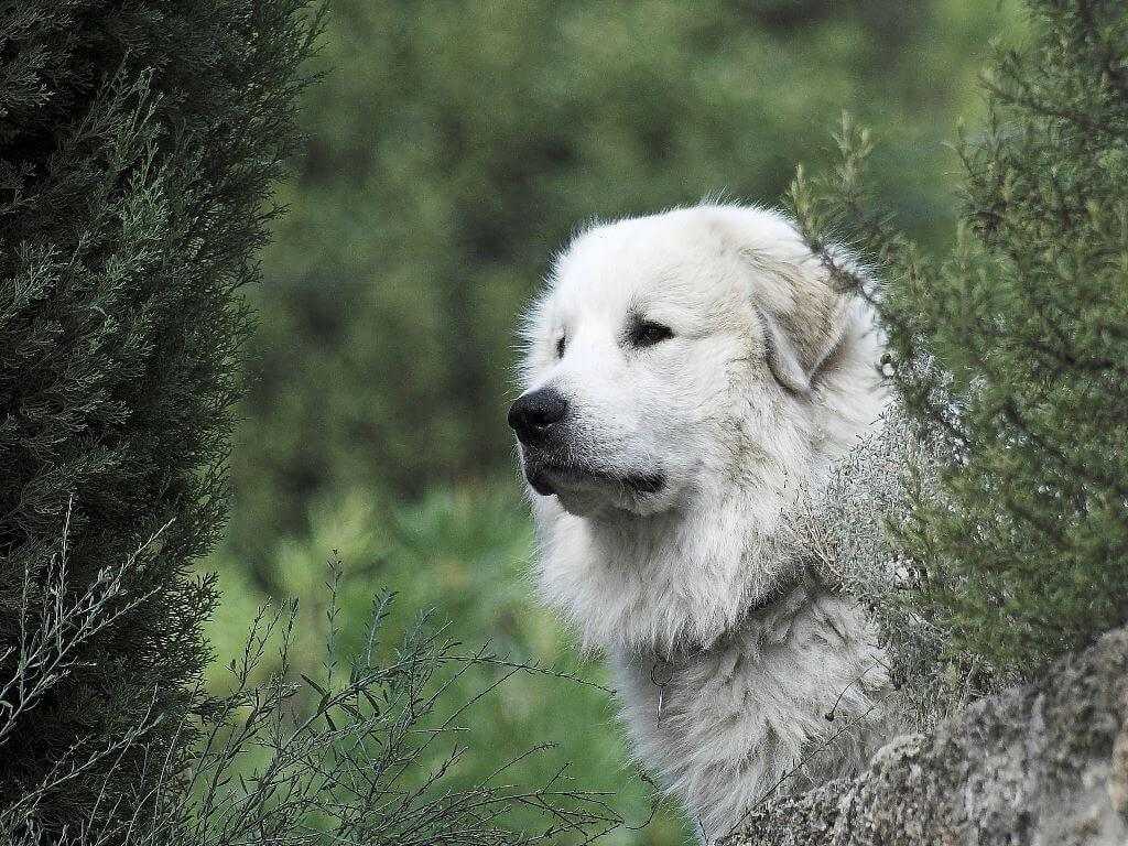 Пиренейская горная собака: содержание дома, фото, купить, видео, цена
