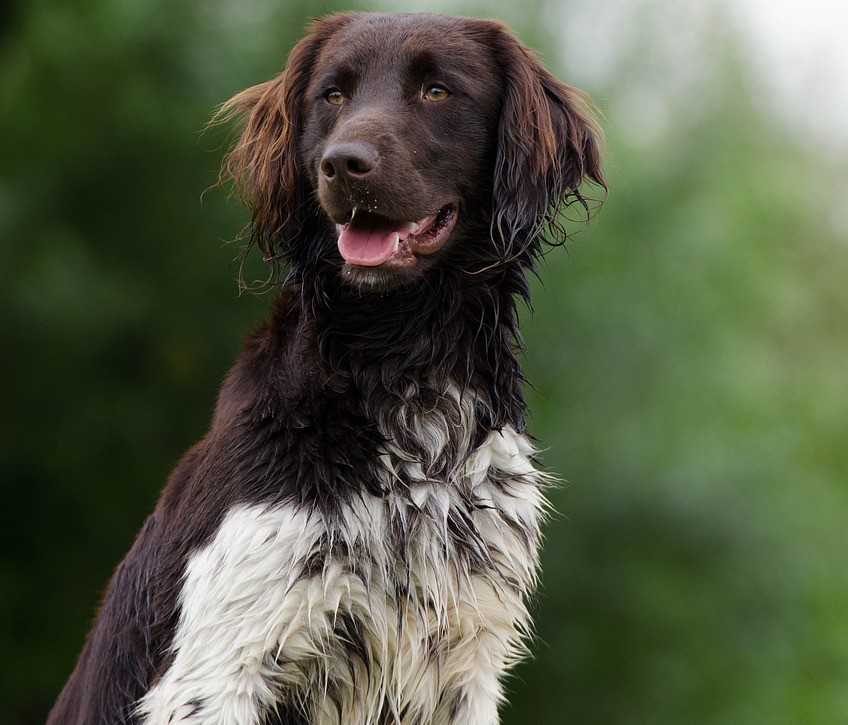 Собаки породы большой мюнстерлендер, характерные особенности, история происхождения и стандарты породы