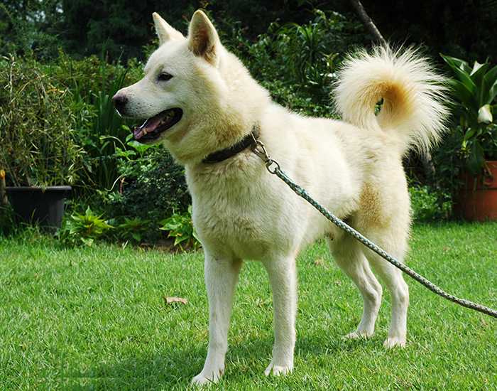 Пхунсан: внешние особенности и стандарт породы, характер японской собаки, отзывы и фото