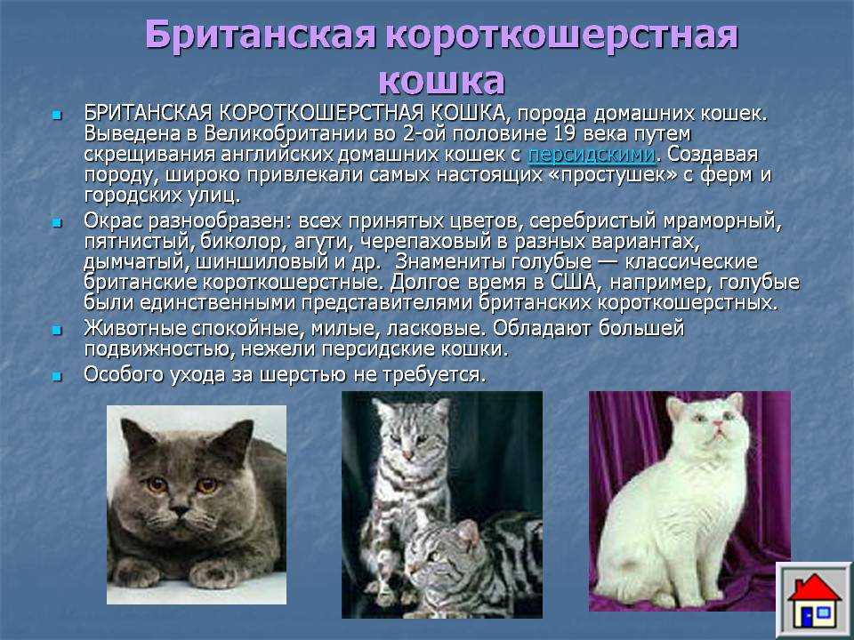 Американские жесткошерстные кошки: описание породы, характер, здоровье