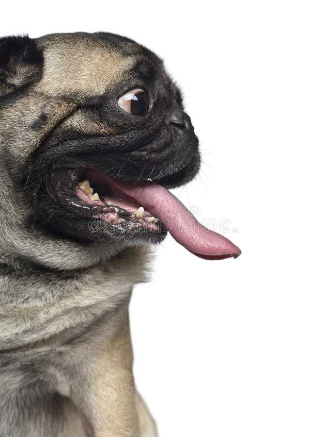 Почему собака высовывает язык: нормально ли это?