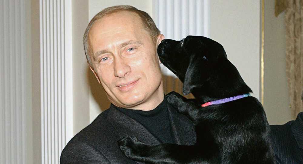 Собаки российских звезд: любимые питомцы
