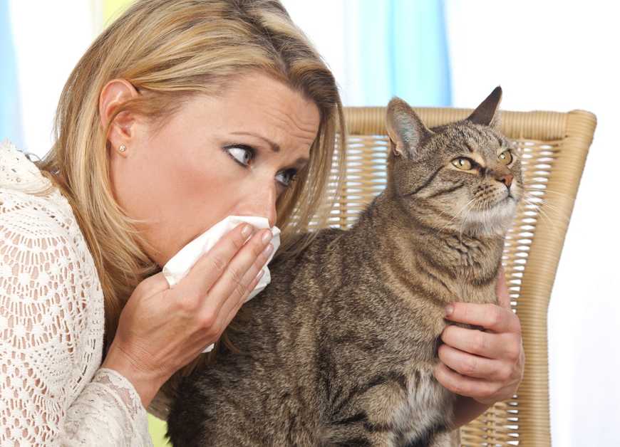 Домашние питомцы не вызывающие аллергию
