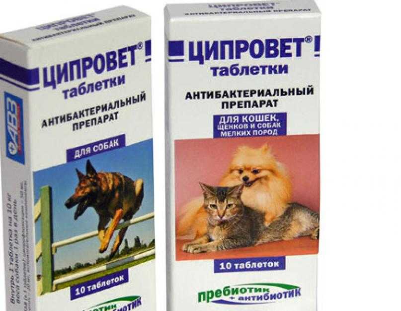 Обезболивающее для собак: какие можно давать в домашних условиях - кетонал, мелоксикам, но-шпа, нурофен, капрофен - блог о животных - zoo-pet.ru