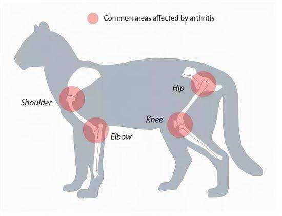 Пиометра у собак: симптомы, лечение, что это такое?