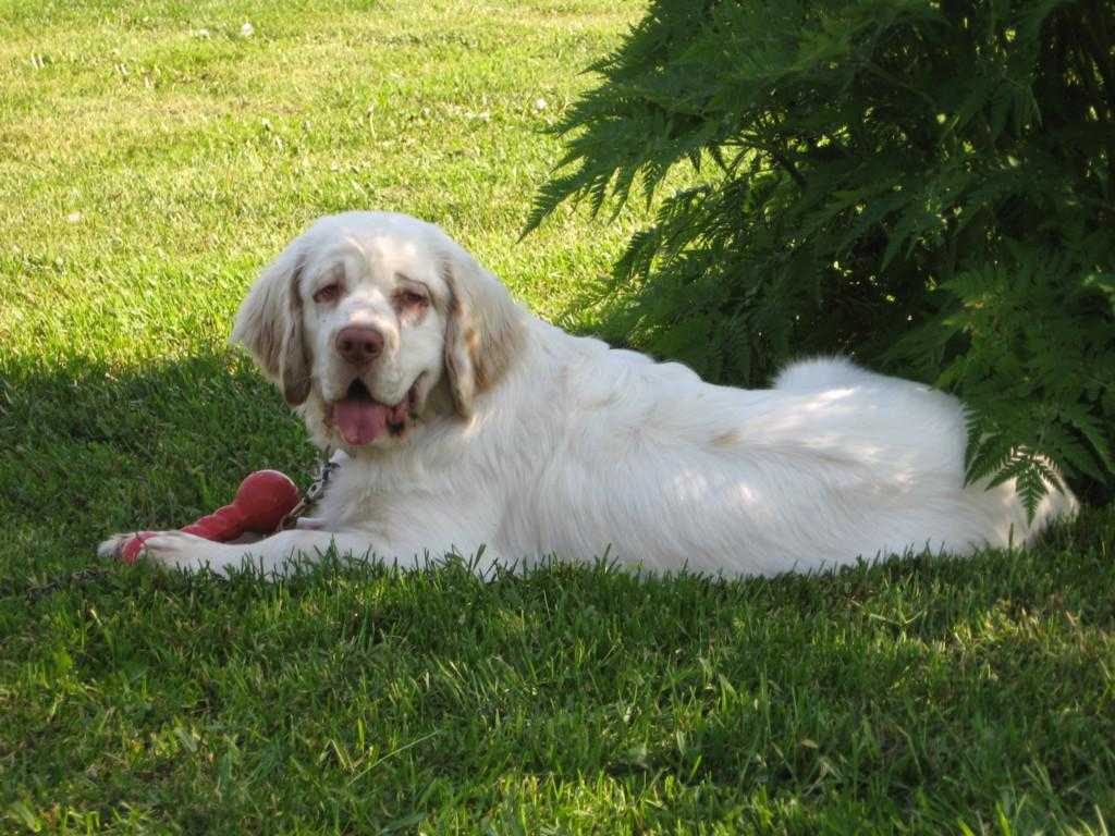 Кламбер-спаниель: описание породы собак с фото и видео