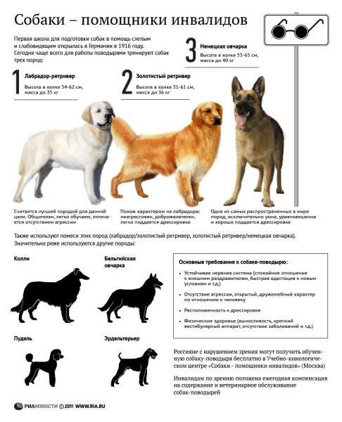 Шелти собака. описание, особенности, виды, уход, содержание и цена породы шелти | живность.ру