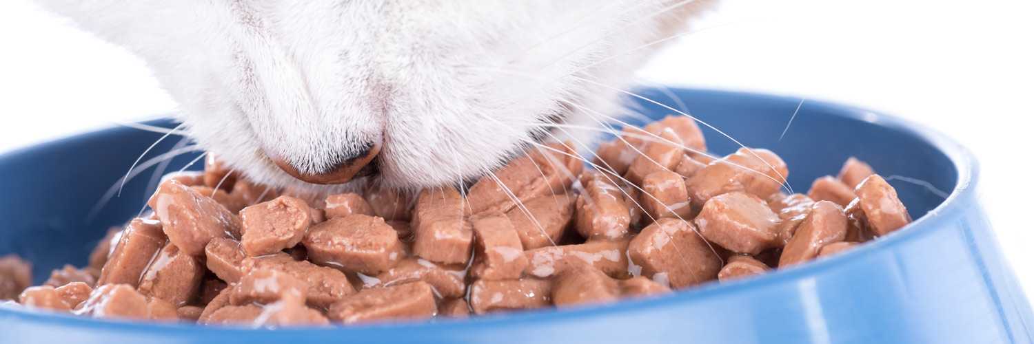 Можно ли кошке есть собачий корм: отличия рационов, возможные последствия неправильной диеты