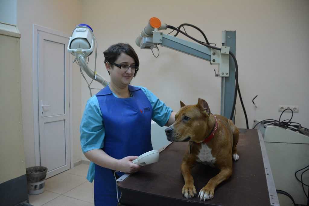 Симптомы и лечение пневмонии у собак и щенков