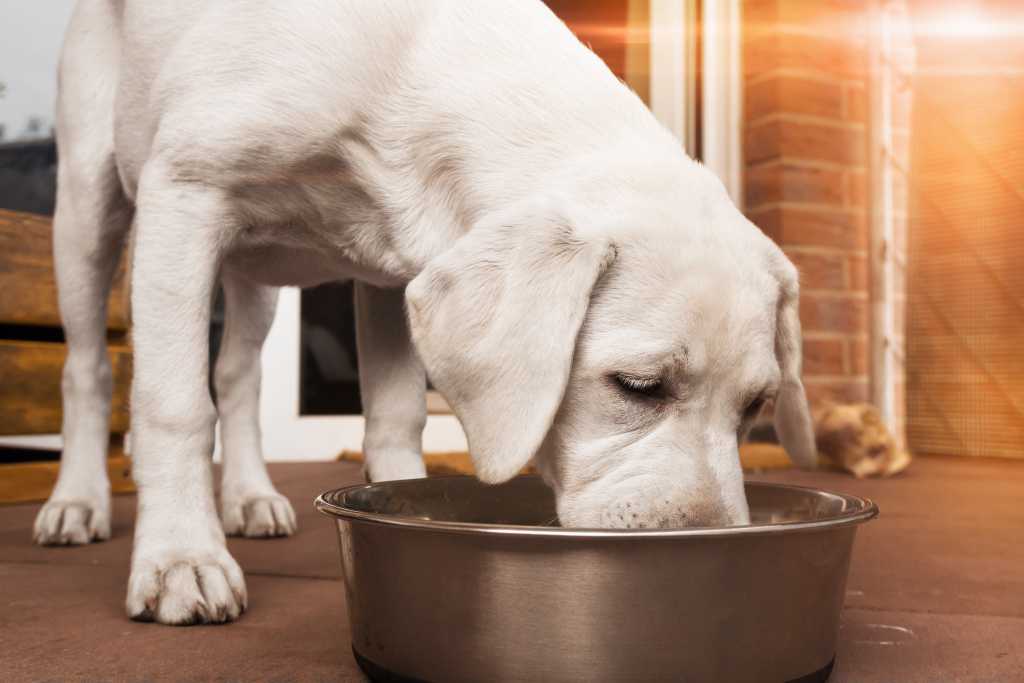 Как приучить собаку есть сухой корм?