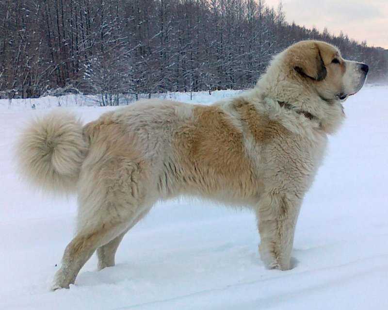 Пиренейский мастиф: описание породы собак с фото и видео