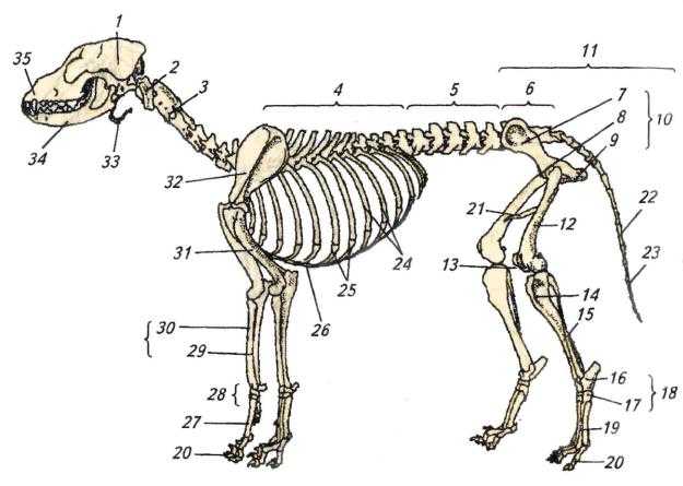 Строение собаки в картинках | скелета, глаза, уха, когтя, носа, зубов