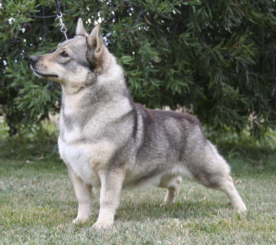 Шведский вальхунд (шведская пастушья собака)