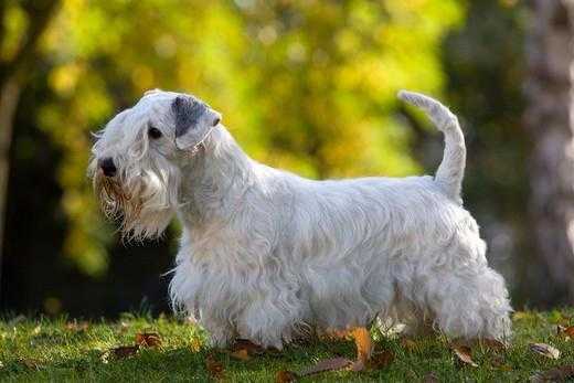 Керн терьер — описание породы, стандарты, характер и цена собаки. 125 фото и видео описание керн терьеров