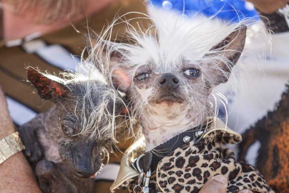 Самые страшные собаки в мире | фото, породы