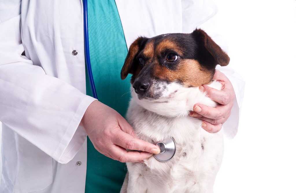 Лептоспироз собак: симптомы, причины