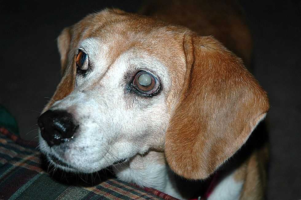 Бельмо на глазу у собаки лечение
