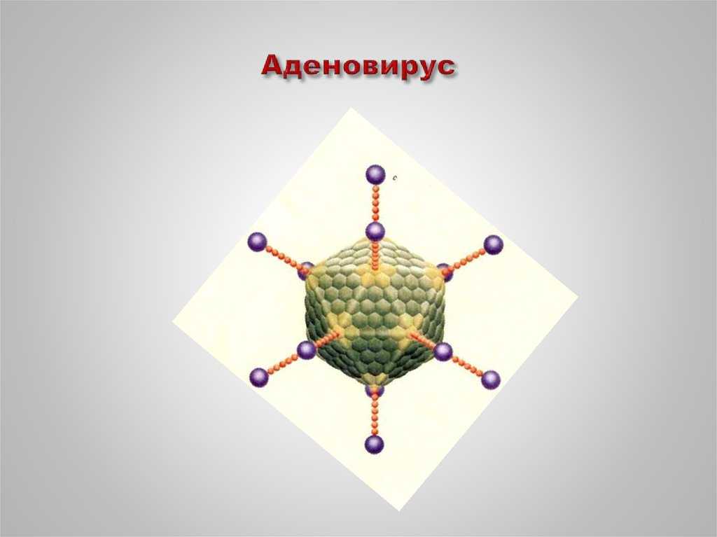 Аденовирус – детская инфекция: типичные симптомы, лечение