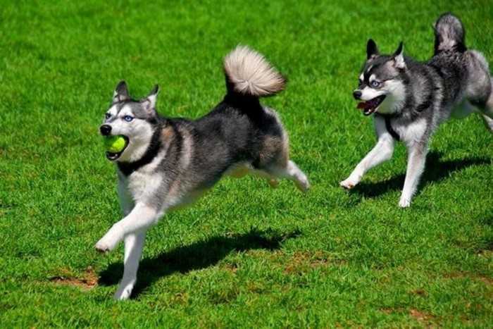 Мини-хаски (аляскинский кли-кай): описание породы собаки, цена в россии, отзывы владельцев